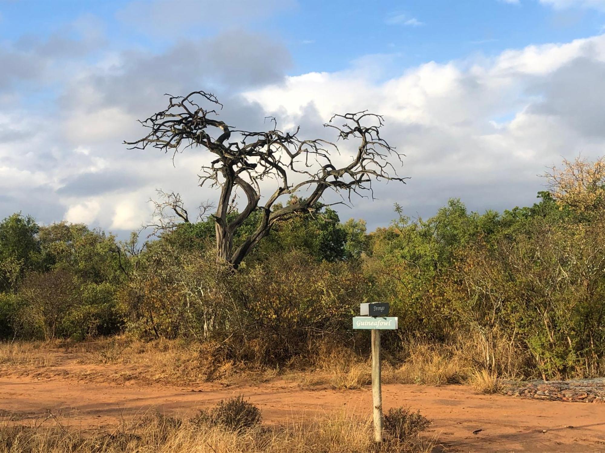 Lodge 54 Hoedspruit Dış mekan fotoğraf